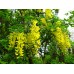 PLANTS - саженцы желтой Акации купить в Алматы отправка по всему Казахстану.
